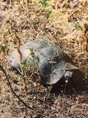 Testudo marginata