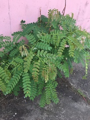 Albizia procera