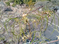 Ischnolepis graminifolia image
