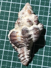 Chicoreus brunneus