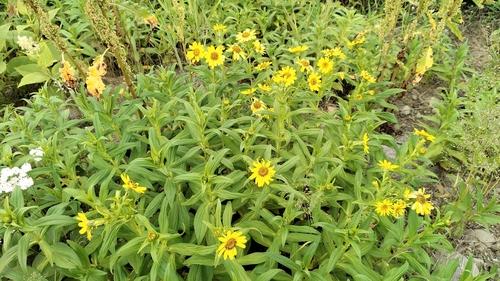 Arnica sachalinensis, photograph 3