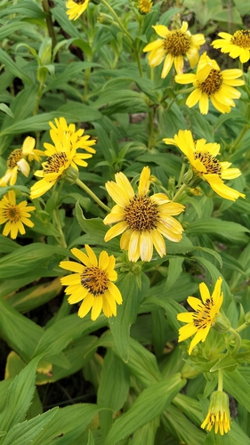 Arnica sachalinensis, photograph 4