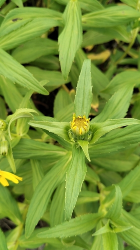 Arnica sachalinensis, photograph 5