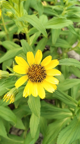 Arnica sachalinensis, photograph 6