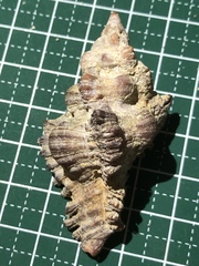 Chicoreus brunneus