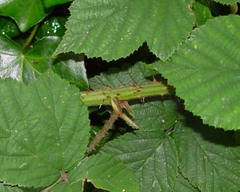 Rubus subtercanens
