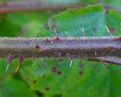 Rubus subtercanens