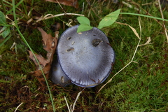 Phlegmacium velicopium