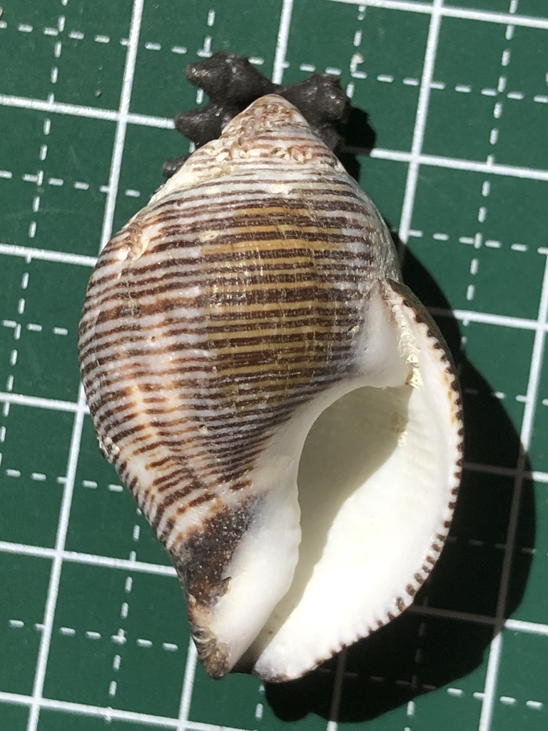Latirolagena smaragdulus