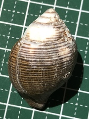 Latirolagena smaragdulus