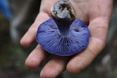 Phlegmacium velicopium