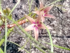 Ischnolepis graminifolia image