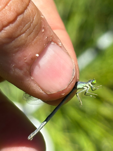 iNaturalist observation photo of Western Forktail