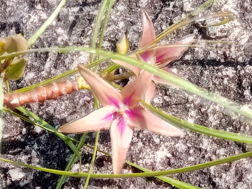 Ischnolepis graminifolia
