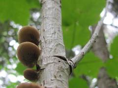 Crepidotus calolepis