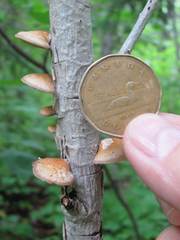Crepidotus calolepis