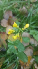 Brassica rapa campestris