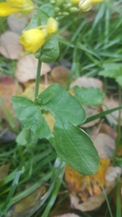Brassica rapa campestris