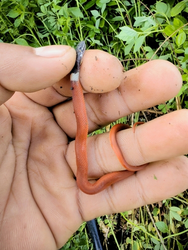 Blackhead Stripeless Snake