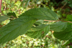 Spiraea formosana