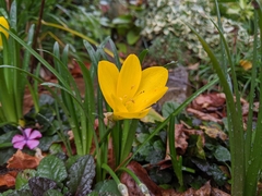 Sternbergia