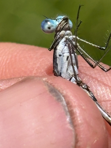 iNaturalist observation photo of Northern Spreadwing