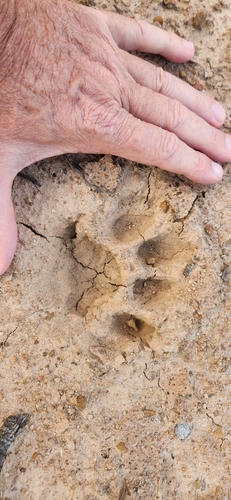Mountain Lion