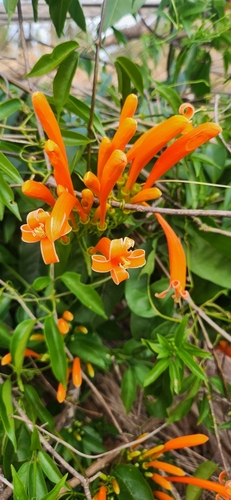 Flame vine