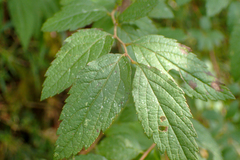 Spiraea formosana