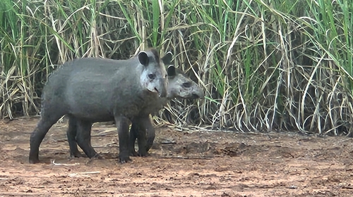 South American Tapir