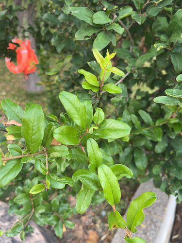 pomegranate