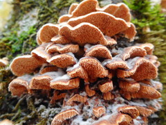 Steccherinum bourdotii