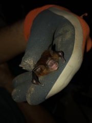 Hipposideros cervinus
