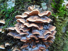 Steccherinum bourdotii