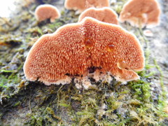 Steccherinum bourdotii