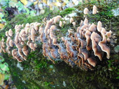 Steccherinum bourdotii