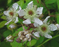 Rubus rufescens