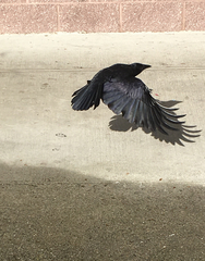 Corvus brachyrhynchos
