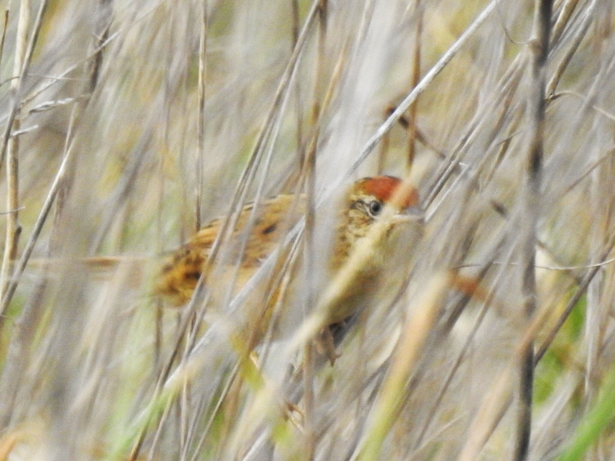 Bay-capped Wren-Spinetail (Spartonoica maluroides), photo 4