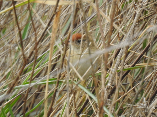 Bay-capped Wren-Spinetail (Spartonoica maluroides), photo 4