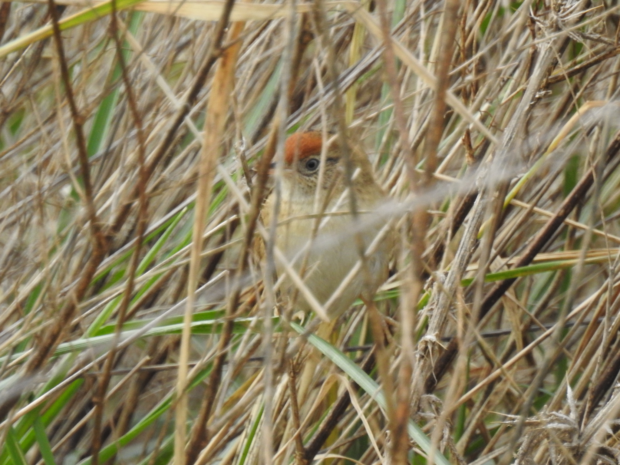 Bay-capped Wren-Spinetail (Spartonoica maluroides), photo 5
