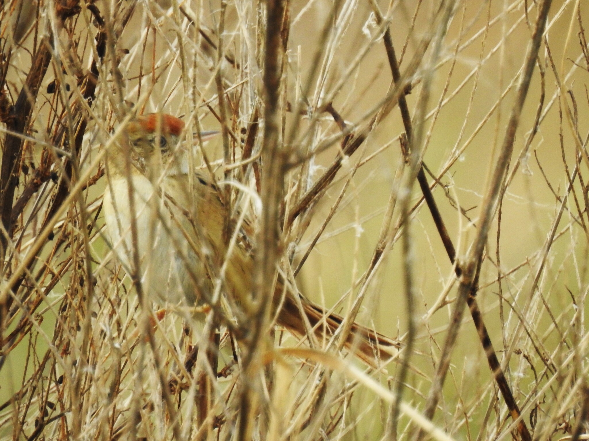 Bay-capped Wren-Spinetail (Spartonoica maluroides), photo 6