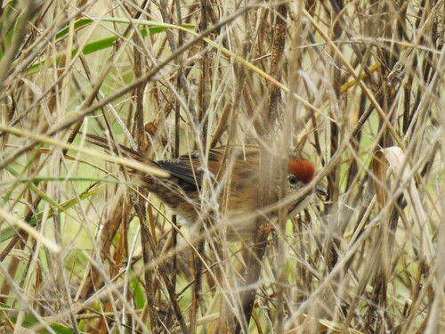 Bay-capped Wren-Spinetail (Spartonoica maluroides), photo 7