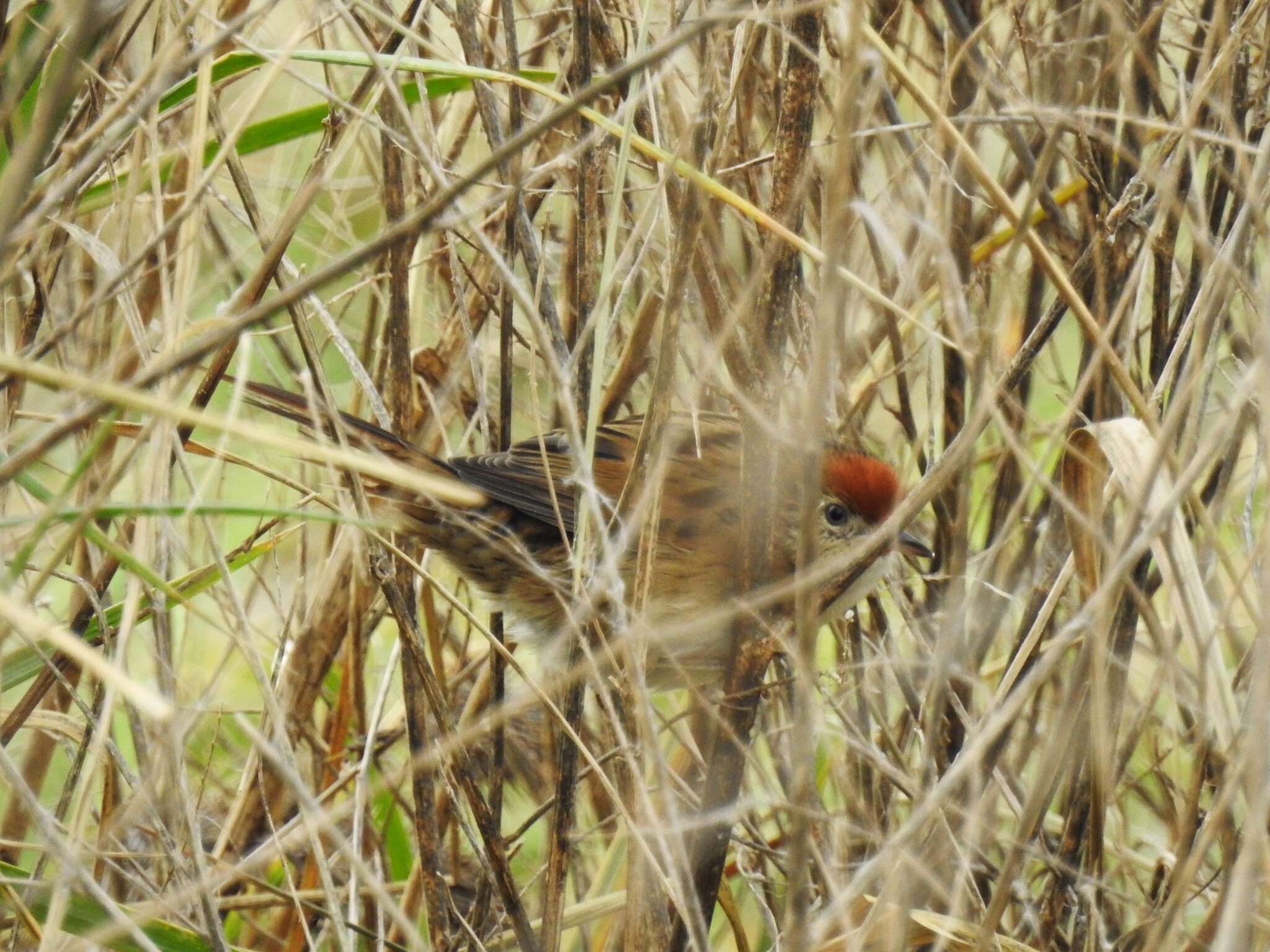 Bay-capped Wren-Spinetail (Spartonoica maluroides), photo 7
