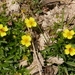 Potentilla erecta - Photo (c) CORDENOS Thierry, μερικά δικαιώματα διατηρούνται (CC BY-NC), uploaded by CORDENOS Thierry