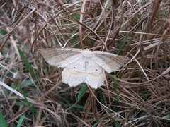 Euchlaena marginaria