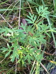 Silphiodaucus prutenicus