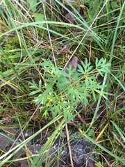 Silphiodaucus prutenicus