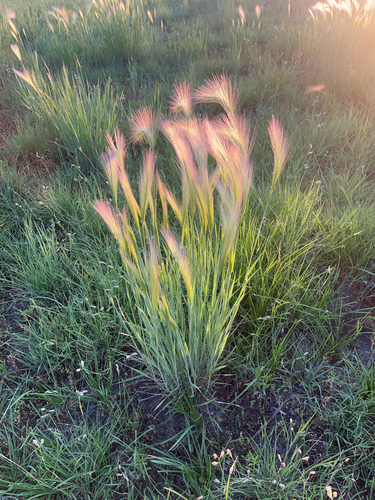 Foxtail Barley
