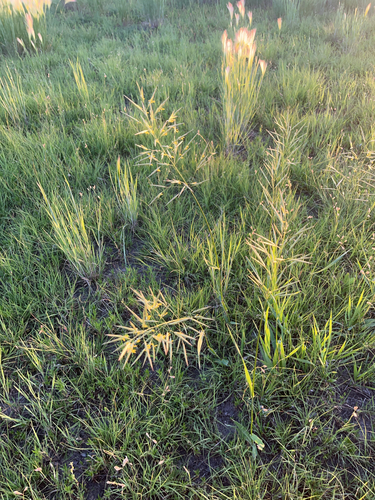 Smooth Brome